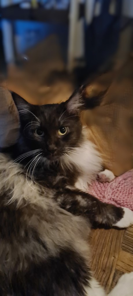 Kat Maine Coon