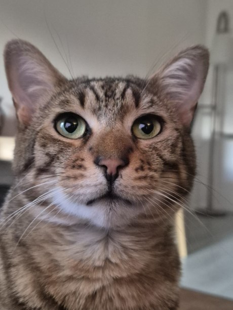 Kat Europese korthaar of huiskat