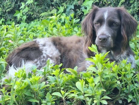 Hond Jachthond overig