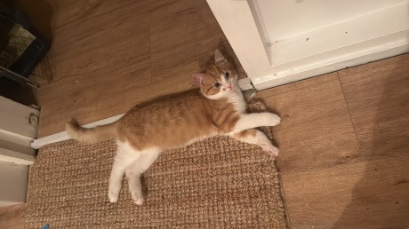 Kat Europese korthaar of huiskat