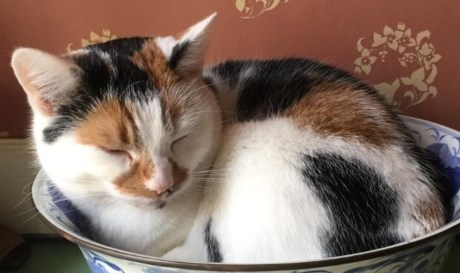 Kat Europese korthaar of huiskat