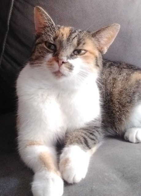 Kat Europese korthaar of huiskat