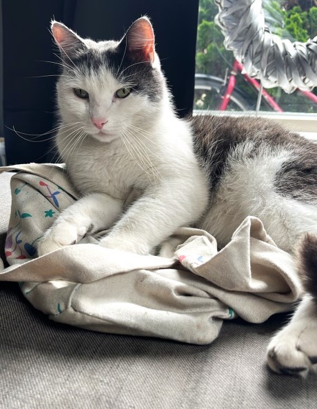 Kat Europese korthaar of huiskat