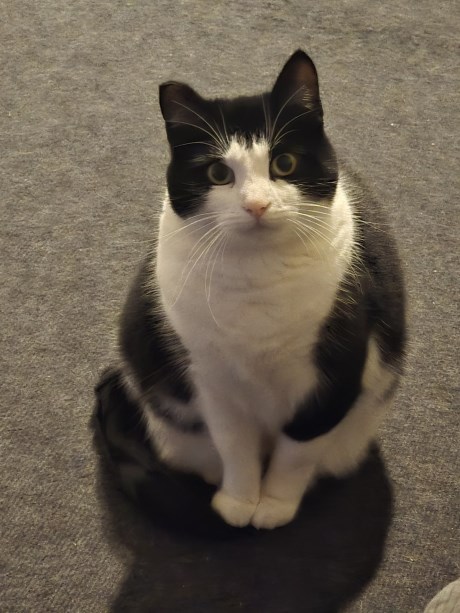 Kat Europese korthaar of huiskat