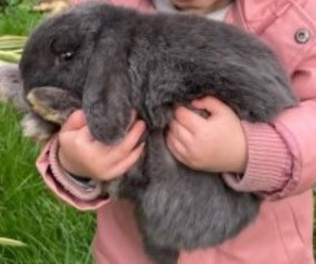 Knaagdier / Haasachtige Konijn