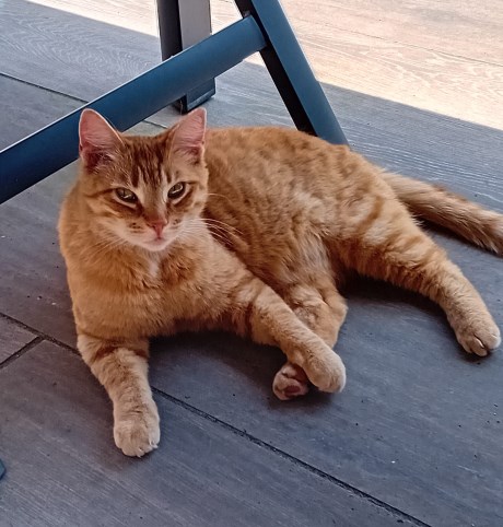 Kat Europese korthaar of huiskat