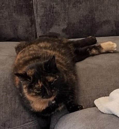 Kat Europese korthaar of huiskat