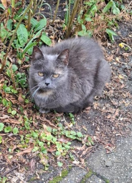 Kat Europese korthaar of huiskat