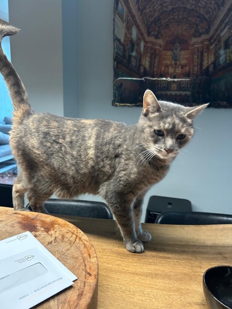 Kat Europese korthaar of huiskat