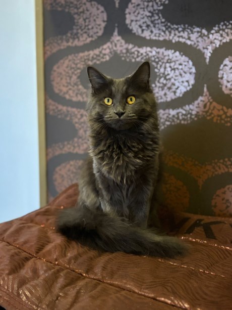 Kat Maine Coon