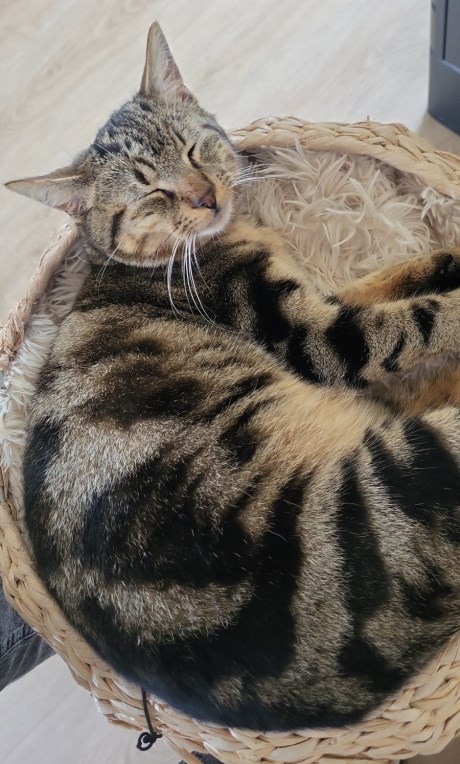 Kat Europese korthaar of huiskat