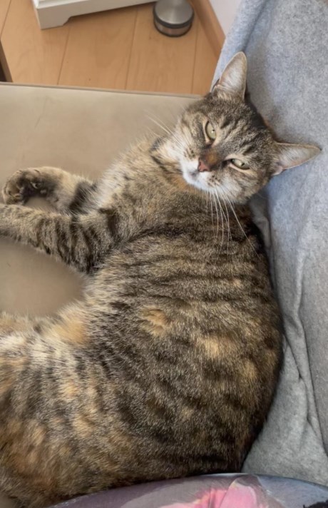 Kat Europese korthaar of huiskat