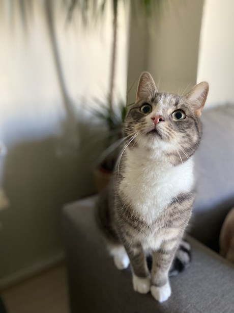 Kat Europese korthaar of huiskat