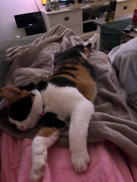 Kat Europese korthaar of huiskat