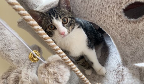 Kat Europese korthaar of huiskat