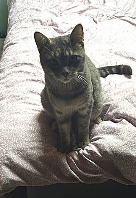 Kat Europese korthaar of huiskat