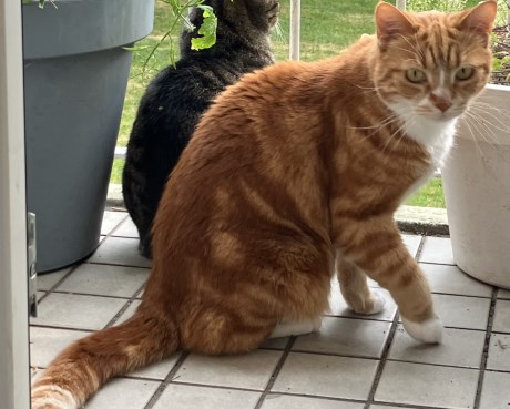 Kat Europese korthaar of huiskat