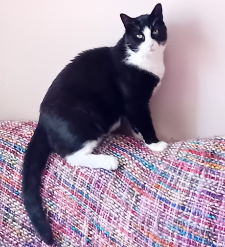 Kat Europese korthaar of huiskat