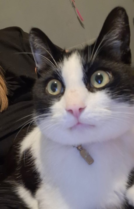 Kat Europese korthaar of huiskat