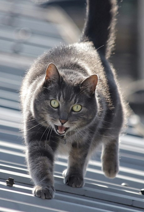 Kat Europese korthaar of huiskat