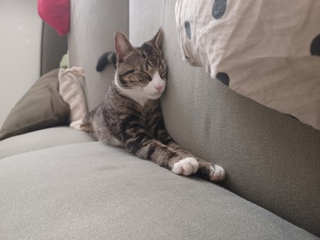 Kat Europese korthaar of huiskat