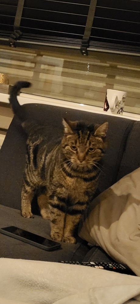 Kat Europese korthaar of huiskat