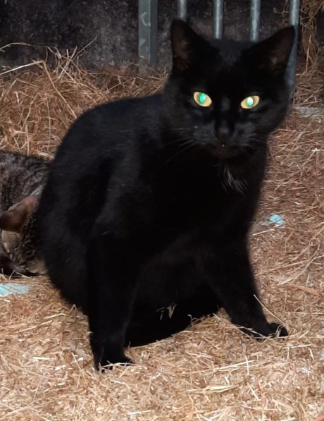 Kat Europese korthaar of huiskat