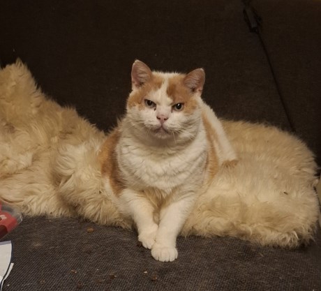 Kat Europese korthaar of huiskat