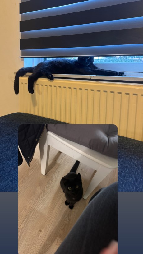 Kat Europese korthaar of huiskat