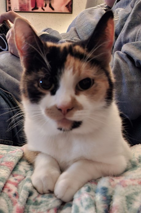 Kat Europese korthaar of huiskat