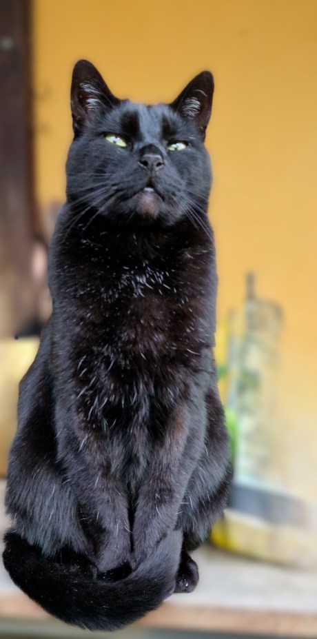 Kat Europese korthaar of huiskat