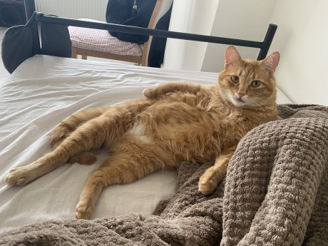 Kat Europese korthaar of huiskat