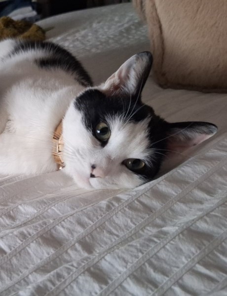 Kat Europese korthaar of huiskat