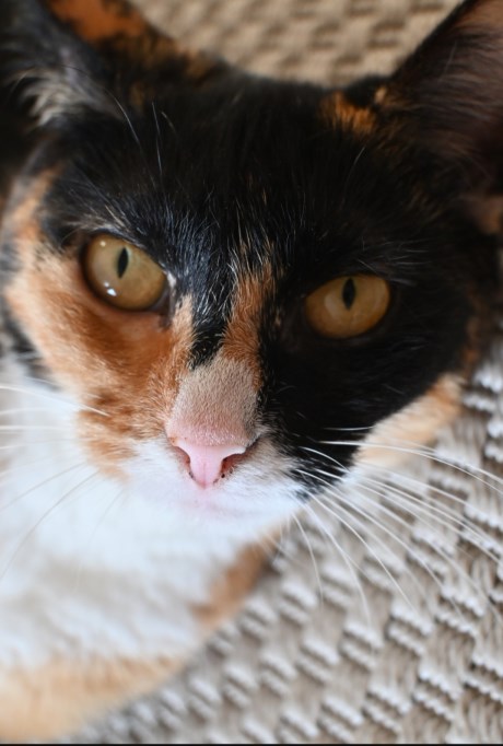 Kat Europese korthaar of huiskat