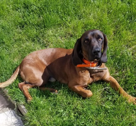 Hond Jachthond overig