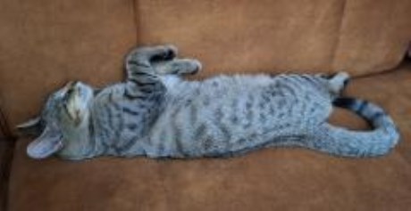 Kat Europese korthaar of huiskat