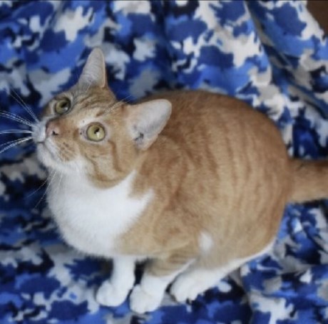 Kat Europese korthaar of huiskat