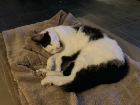 Kat Europese korthaar of huiskat