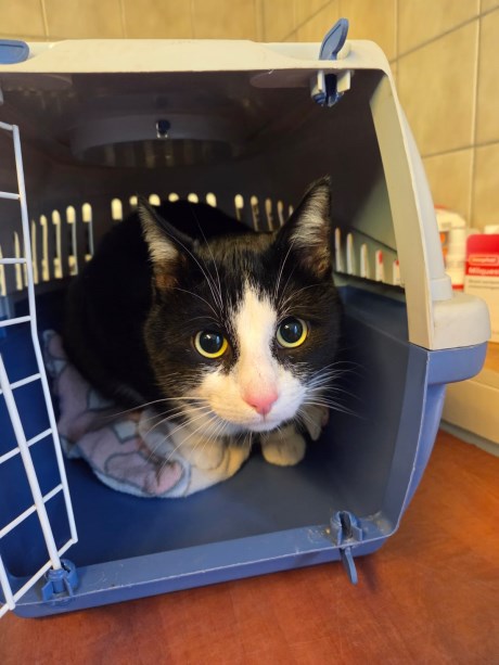 Kat Europese korthaar of huiskat