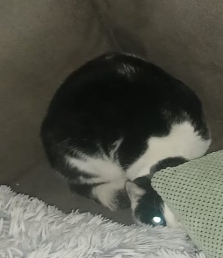 Kat Europese korthaar of huiskat