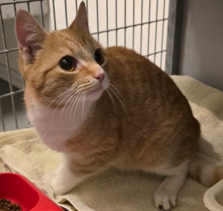 Kat Europese korthaar of huiskat