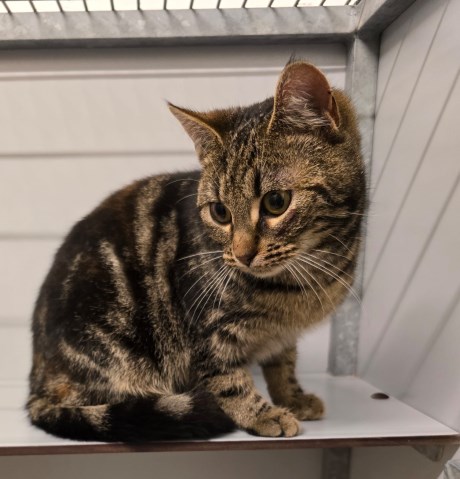 Kat Europese korthaar of huiskat