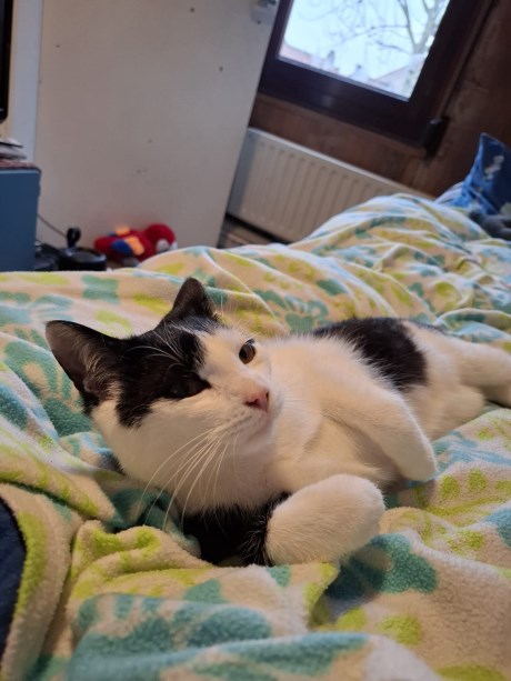 Kat Europese korthaar of huiskat