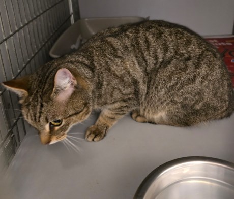 Kat Europese korthaar of huiskat