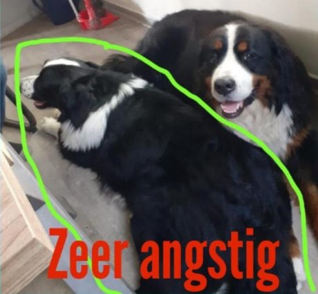 Hond Berg- en Sennenhond