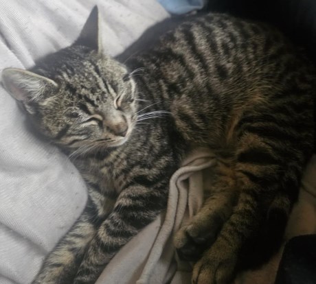 Kat Europese korthaar of huiskat