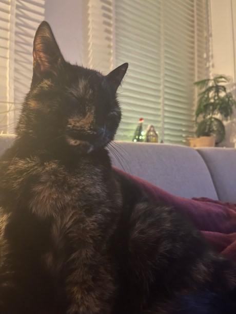 Kat Europese korthaar of huiskat