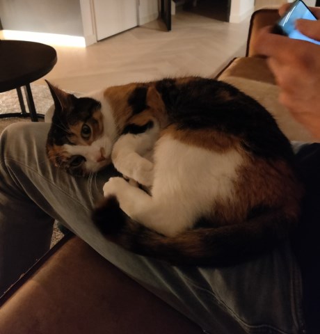 Kat Europese korthaar of huiskat