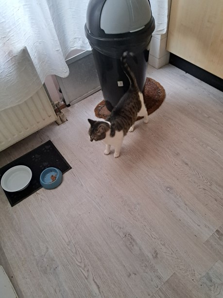 Kat Europese korthaar of huiskat