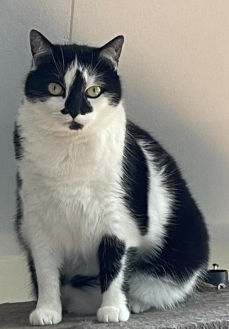 Kat Europese korthaar of huiskat